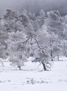Europe, Germany, Bavaria, UNESCO Rhön Biosphere Reserve, Bavarian Rhoen Nature Park, Black Moor Nature Reserve, pines in hoarfrost and fog Europe, Germany, Bavaria, UNESCO Rhön Biosphere Reserve, Bavarian Rhoen Nature Park, Black Moor Nature Reserve, pines in hoarfrost and fog
